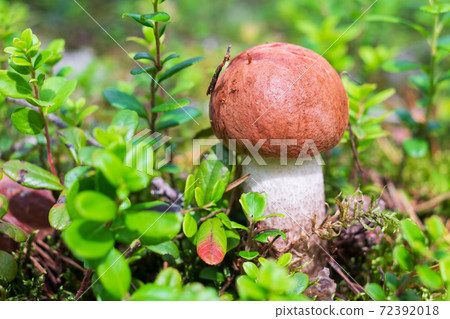 Leccinum aurantiacum mushroom, boletus. Edible mushroom growing in the forest Leccinum aurantiacum mushroom, boletus. Edible mushroom growing in the forest 72392018