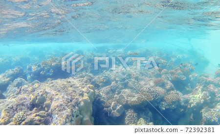 Fish-surgical Akantnuridae, Seabreams and swim around a bright colored coral reef in the Red Sea in Hurghada, Egypt, sunlight, waves, under water Fish-surgical Akantnuridae, Seabreams and swim around a bright colored coral reef in the Red Sea in Hurghada, Egypt, sunlight, waves, under water 72392381