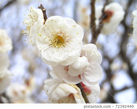 Plum 72392440