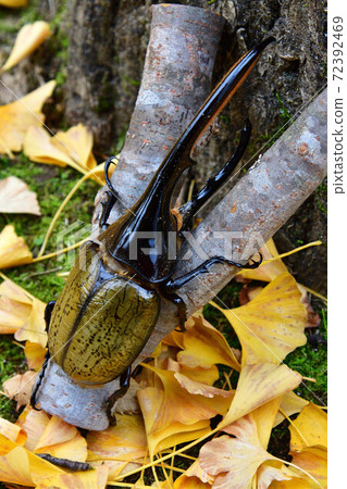 Hercules Hercules Hercules Hercules 72392469