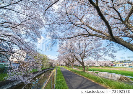Saitama City Minuma Tanbo Sakura Corridor Spring Saitama City Minuma Tanbo Sakura Corridor Spring 72392588