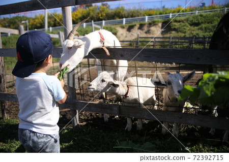 A child feeding a goat 72392715