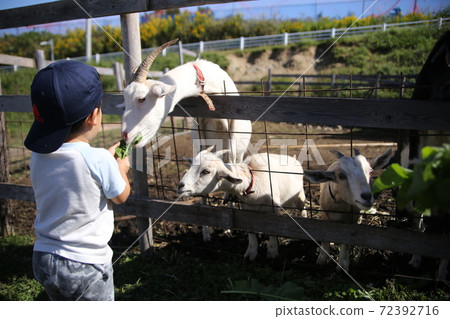 A child feeding a goat 72392716