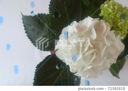 hydrangea hydrangea 72392818