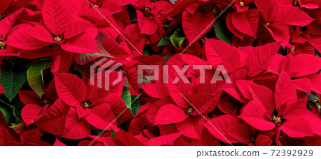 A group of poinsettia plants. Ideal image for holidays. A group of poinsettia plants. Ideal image for holidays. 72392929
