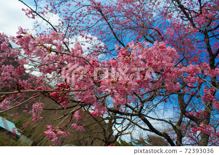 Sakura at Kinugawa Onsen 72393036