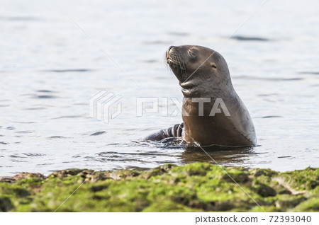 Sea Lion baby, Peninsula Valdes, Heritage Site, Patagonia, Argentina 72393040