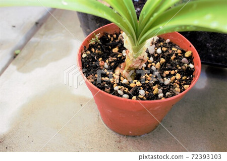 A plant that grows leaves from a pot 72393103