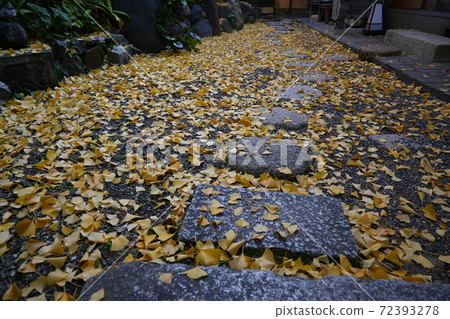 Fallen leaves of ginkgo in Basho-do Fallen leaves of ginkgo in Basho-do 72393278