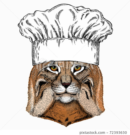 Lynx, bobcat. Chef cook hat. Restaurant logo. Wild cat. Vector portrait of cat head. Lynx, bobcat. Chef cook hat. Restaurant logo. Wild cat. Vector portrait of cat head. 72393630