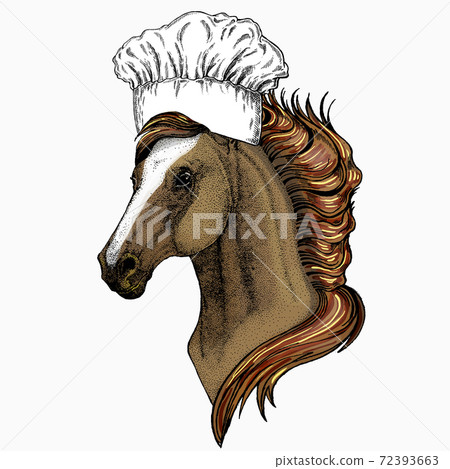 Horse head, horse portrait. Chef cook hat. Restaurant logo. Animal face for logo, emblem, tee shirt. 72393663
