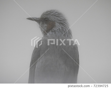 在多雲的天空中孤獨站立的小雞就像一幅水墨畫 72394725