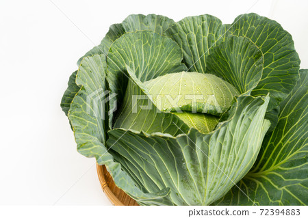 cabbage  72394883