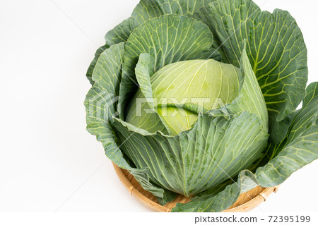cabbage cabbage 72395199
