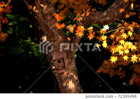 Birdhouse on a tree of autumn leaves Birdhouse on a tree of autumn leaves 72395498