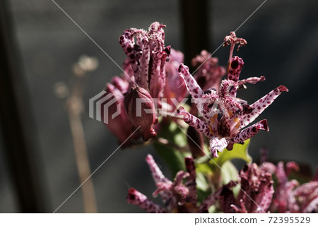 Hototogisu flower 72395529