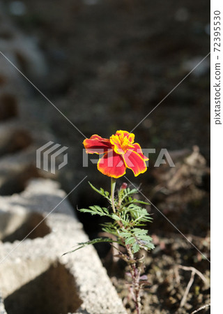 Marigold flower 72395530