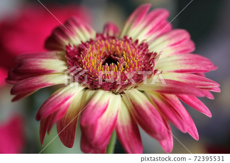 Gerbera flowers 72395531