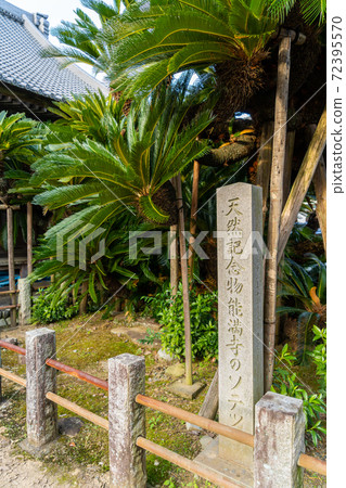 [Shizuoka Prefecture] Nomanji Temple 72395570