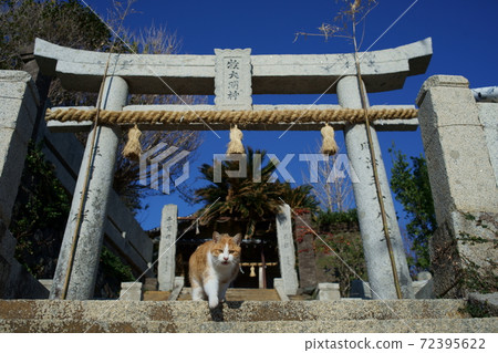 本地貓 本地貓 72395622