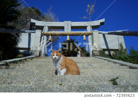 Jinoshima cat Jinoshima cat 72395623