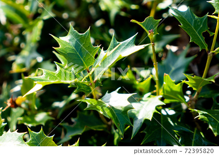 Holly Holly 72395820