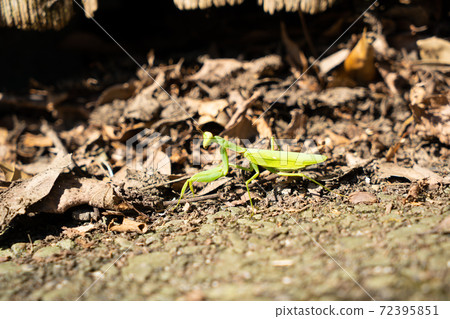 Mantis Mantis 72395851
