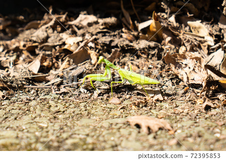 Mantis Mantis 72395853
