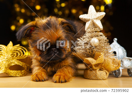 image of dog fir tree mask carriage 72395902