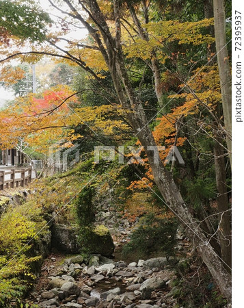 Autumn leaves in Rakan no Sato: Autumn leaves in Rakan Valley Autumn leaves in Rakan no Sato: Autumn leaves in Rakan Valley 72395937