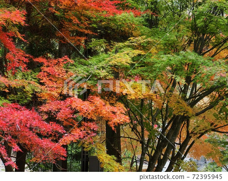 拉坎村的秋葉拉坎谷的秋葉 72395945