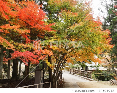 Autumn leaves in Rakan no Sato: Autumn leaves in Rakan Valley Autumn leaves in Rakan no Sato: Autumn leaves in Rakan Valley 72395948