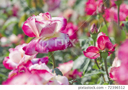 玫瑰園中的粉紅和白色玫瑰盛開。這朵玫瑰的名字叫Double Delight。 72396512