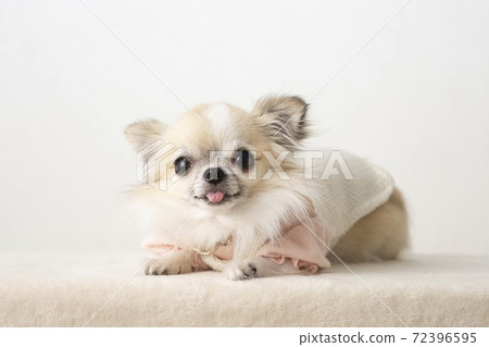 Chiwawa露出舌頭微笑 72396595