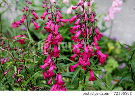 Penstemon石榴石花和芽 72396598