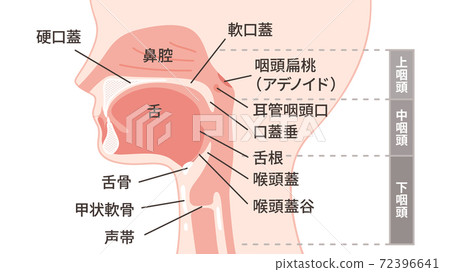 Head_Sagittal section_Oral illustration_Named_16: 9 72396641