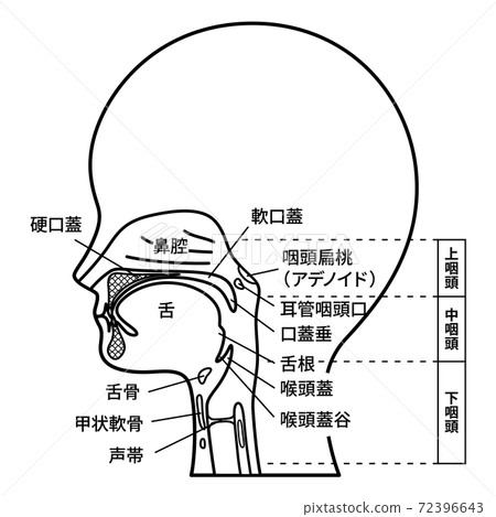 Head _ Sagittal section _ Oral cavity illustration _ Named _ Black and white 72396643