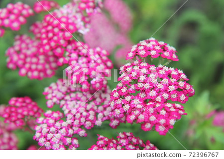 深粉紅色的Achillea 72396767