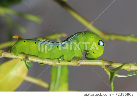 Close up green worm or Daphnis neri worm on the stick tree in nature and enviroment Close up green worm or Daphnis neri worm on the stick tree in nature and enviroment 72396902