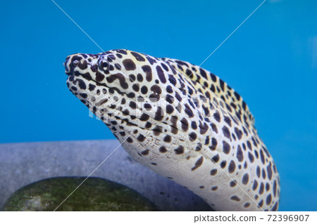 The Moray eel fish is swimming in water 72396907