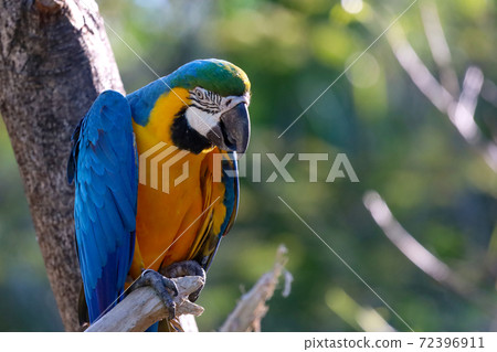 Close up haed the Blue and yellow macaw parrot bird in garden at thailand. 72396911