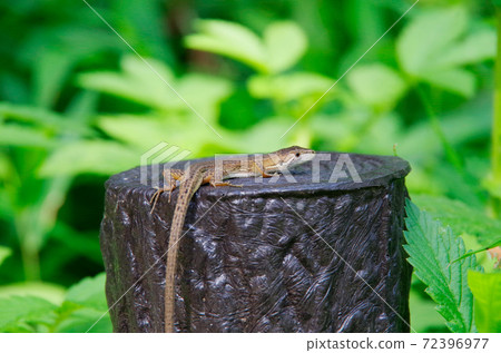 刺在樹樁上/向上 72396977