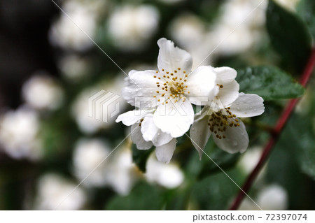 close up blooming jasmine flower on bush in garden, selected focus. close up blooming jasmine flower on bush in garden, selected focus. 72397074