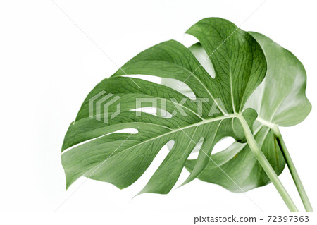 Close-up of the Monstera leaf. Tropical palm leaves Monstera isolated on white background. Tropical nature concept. 72397363