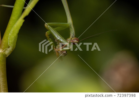 Male Mantid preying on a caterpillar 72397398
