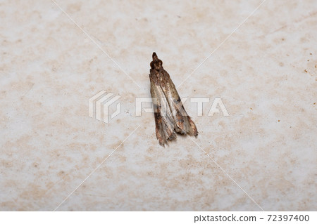 Indian Meal Moth 72397400