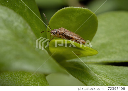 Adult Seed bug Adult Seed bug 72397406