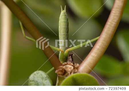 Brazilian Small Male Mantid 72397409