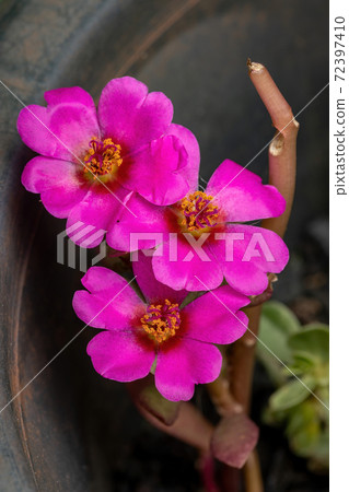 Paraguayan Purslane Flower Paraguayan Purslane Flower 72397410