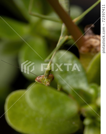 Brazilian Small Male Mantid 72397411